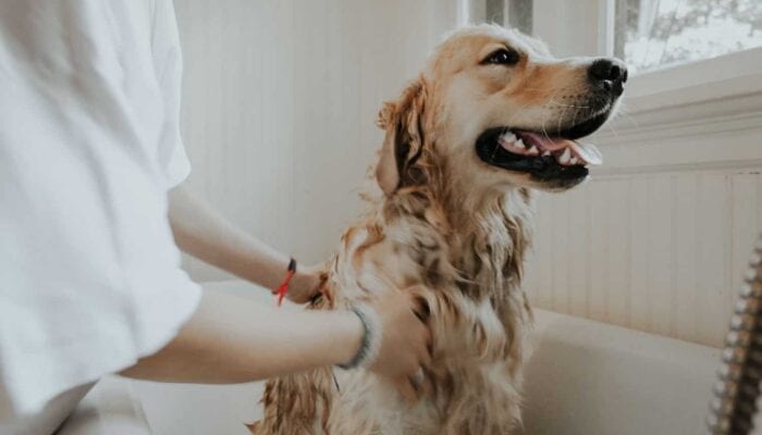 washing your dog can clog your drain