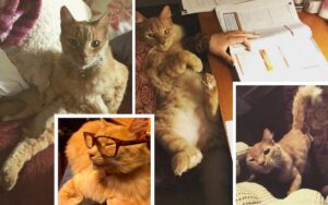 Collage Pictures of orange Cat