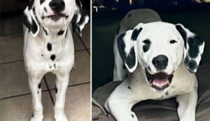collage pictures of Dalmatian pet dog